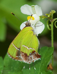 Chlorostrymon simaethis