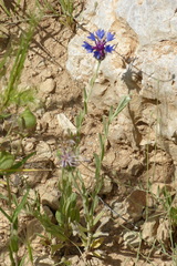 Centaurea