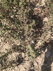 Halogeton glomeratus