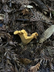 Cantharellus