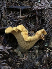 Cantharellus
