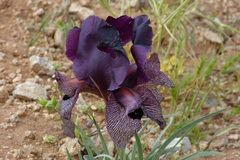Iris lycotis