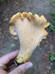 Cantharellus