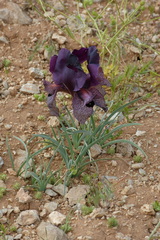 Iris lycotis