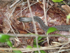 Cubophis caymanus