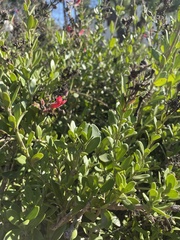 Gambelia