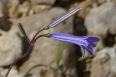 Ixiolirion tataricum