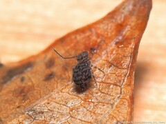 Ptenothrix marmorata