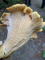 Cantharellus
