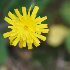 Hieracium murorum