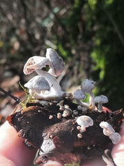Asterophora parasitica