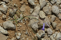 Ixiolirion tataricum
