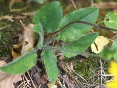 Hieracium murorum