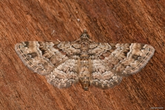 Gymnoscelis rufifasciata