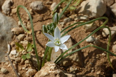 Ornithogalum