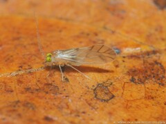 Xanthocaecilius