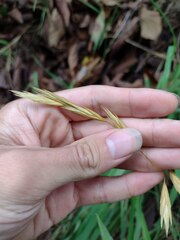 Bromus catharticus