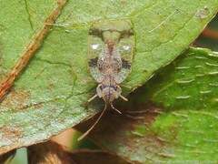 Stephanitis pyrioides