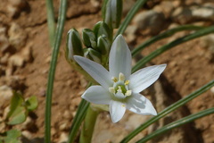 Ornithogalum