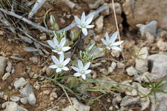 Ornithogalum