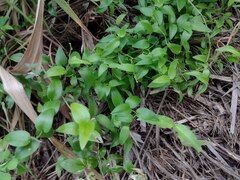 Asparagus asparagoides