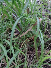 Asparagus asparagoides