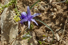 Ixiolirion tataricum