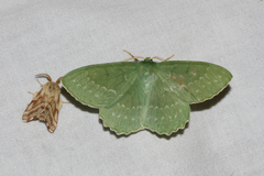 Geometra papilionaria