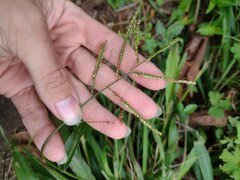 Paspalum mandiocanum