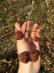 Cardiospermum halicacabum