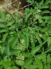 Capsella bursa-pastoris