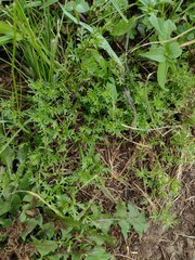 Lepidium didymum