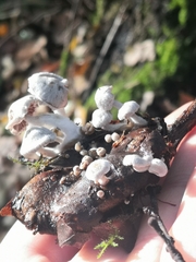 Asterophora parasitica