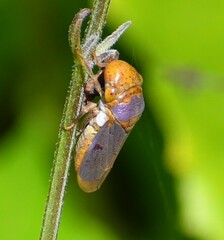 Oncometopia hamiltoni