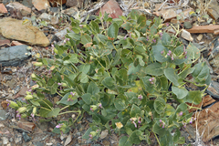 Mirabilis multiflora glandulosa