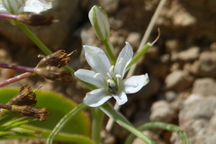 Ornithogalum