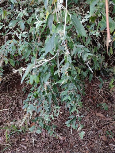 Buddleja madagascariensis observed 2022-10-24
