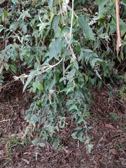 Buddleja madagascariensis