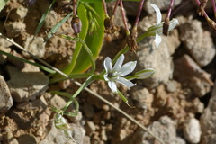 Ornithogalum