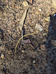 Fletchamia mediolineata