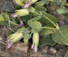 Mirabilis multiflora glandulosa