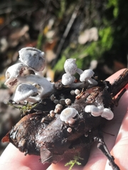 Asterophora parasitica
