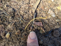 Fletchamia mediolineata