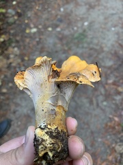 Cantharellus