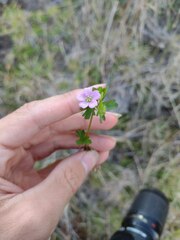 Geranium homeanum