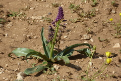 Bellevalia longistyla