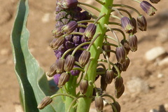 Bellevalia longistyla