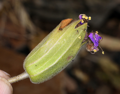 Mirabilis multiflora glandulosa