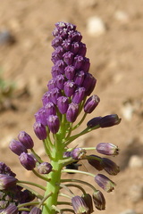 Bellevalia longistyla