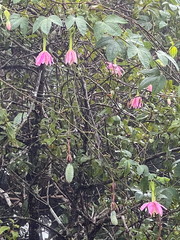 Passiflora tarminiana